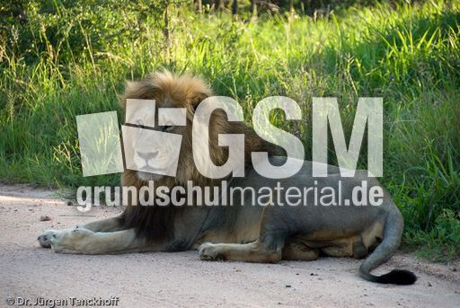 Löwen (24 von 69).jpg